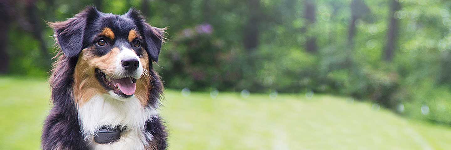 Special Offers DogWatch of Savannah and Hilton Head Island, Okatie, South Carolina | Special Offers Footer Image Image