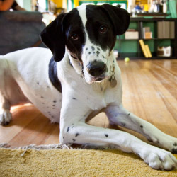 DogWatch of Savannah and Hilton Head Island, Okatie, South Carolina | Indoor Pet Boundaries Contact Us Image