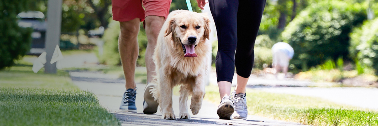 DogWatch of Savannah and Hilton Head Island, Okatie, South Carolina | SideWalker Leash Trainer Slider Image