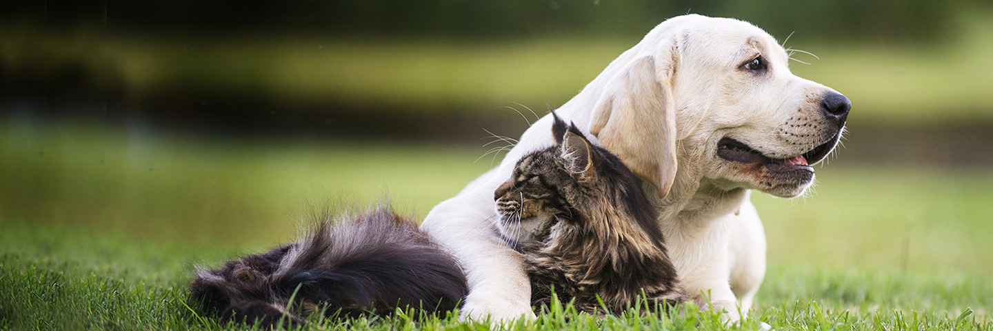 DogWatch of Savannah and Hilton Head Island, Okatie, South Carolina | Cat Fences Slider Image